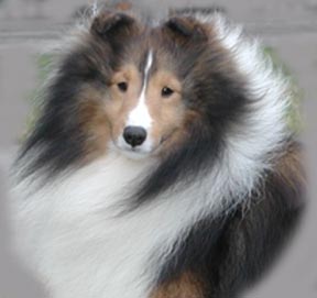 Caitlin shelties cheap